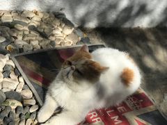 -喵屿·大理花园猫咖