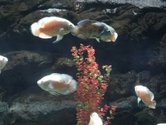 -苏州海洋馆