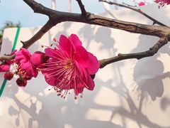 -南京古林公园