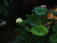 -豫园湖心亭茶楼