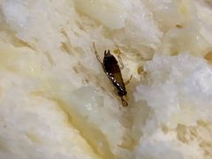 -苹果花园(昌里东路店)