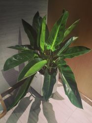 -苑苑vbeauty科技美容SPA