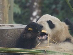 -中国大熊猫保护研究中心雅安碧峰峡基地