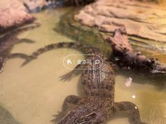 -正佳雨林生态植物园