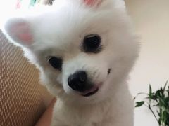 -1013 PET SHOP 宠物商店(近铁城市广场店)