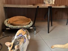 -Again Coffee Roaster(香蜜湖店)