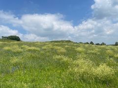 -御道口草原森林风景区