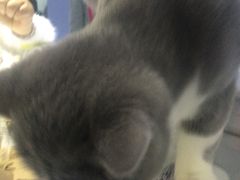 -喵的天空名猫咖啡馆·撸猫·猫舍·用品