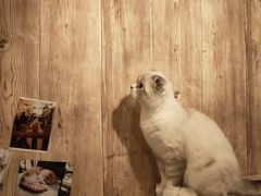 -名猫咖啡馆·撸猫·拼豆