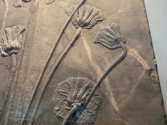 -湖南省地质博物馆