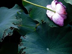 -陈家山荷花公园