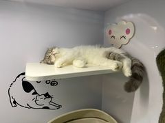 -香港宠物街