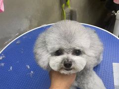 -PETKIT小佩宠物·低压洗护(国顺东路店)