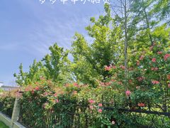-八大山人梅湖景区