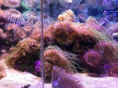 -悉尼海洋生物水族馆