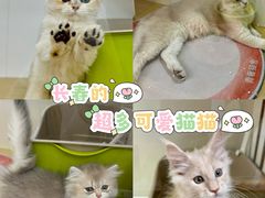 -青奢宠物·青奢猫舍