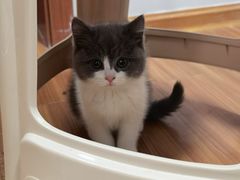 -欣宠猫屋·矮脚拿破仑·蓝金金渐层