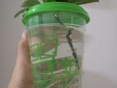 -柠季·手打柠檬茶(梅溪湖新天地外街店)