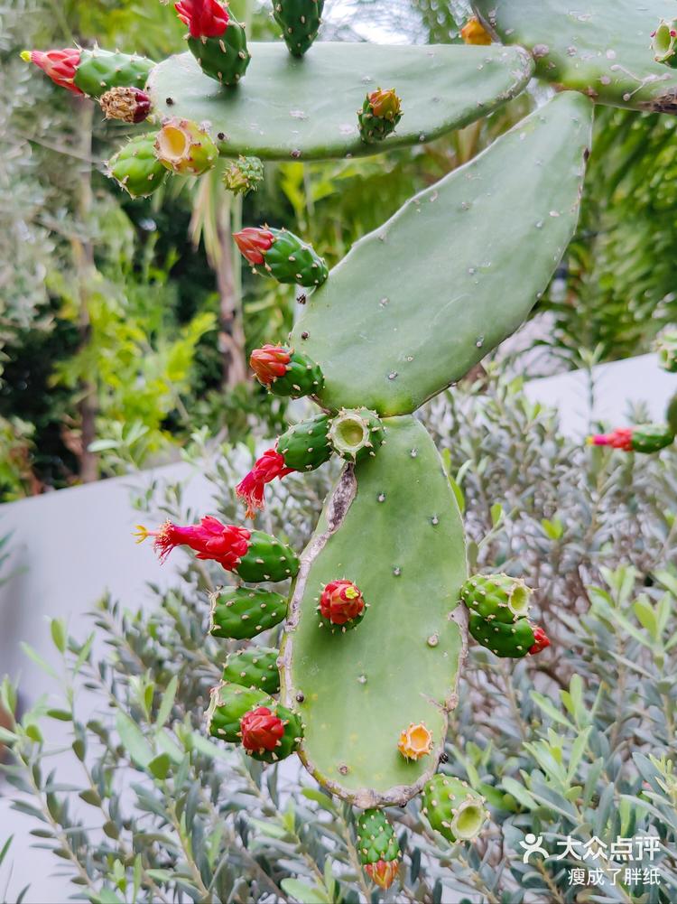 好看又好吃的胭脂掌值得拥有