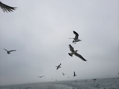 -海驴岛(荣成市)