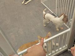 -有喵·猫咖·狗咖·30几只猫10只小狗(岗厦店)