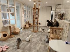 -楼上猫咖(罗湖店)