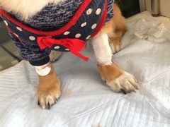 -邢大夫动物医院