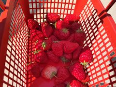 -喜杨洋草莓采摘园