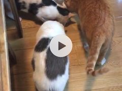 -Cappucimeow猫咪咖啡馆(韦伯时代店)