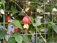 -三圣花乡旅游区