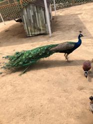 -萌宠亲子动物乐园(槐房万达店)