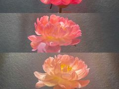 -循礼门鲜花花市(武汉循礼门店)