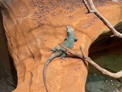 -帕帕拉兹宠物(亚洲旗舰店)