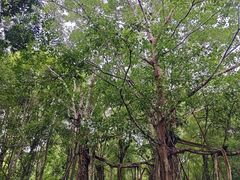 -中国科学院西双版纳热带植物园