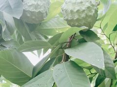 -云溪植物园