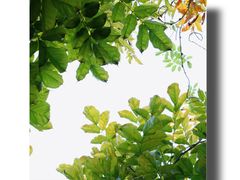 -陕西省西安植物园