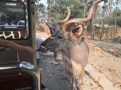 -清迈夜间动物园