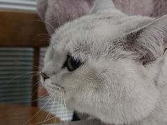 -心仪动物医院·牙专科·肿瘤·心脏科(西客站院)