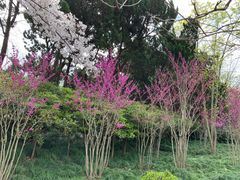 -嘉定紫藤园