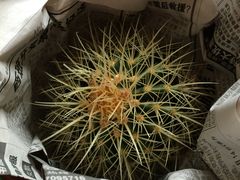 -龙大花卉苗木市场
