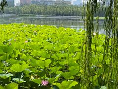 -莲花池公园