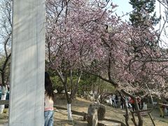 -桃花堤公园