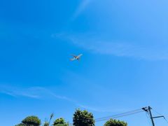 -龙大花卉苗木市场
