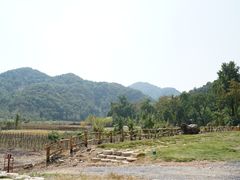 -千年银杏谷文化旅游区