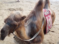 骆驼-白城沙滩