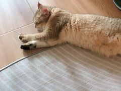 -lincat·猫舍(广州店)