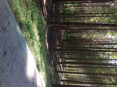 黄海森林公园-黄海国家森林公园