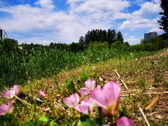 -大兴滨河森林公园