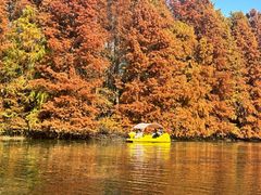 -上海海湾国家森林公园