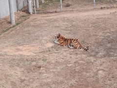 -西霞口神雕山野生动物世界